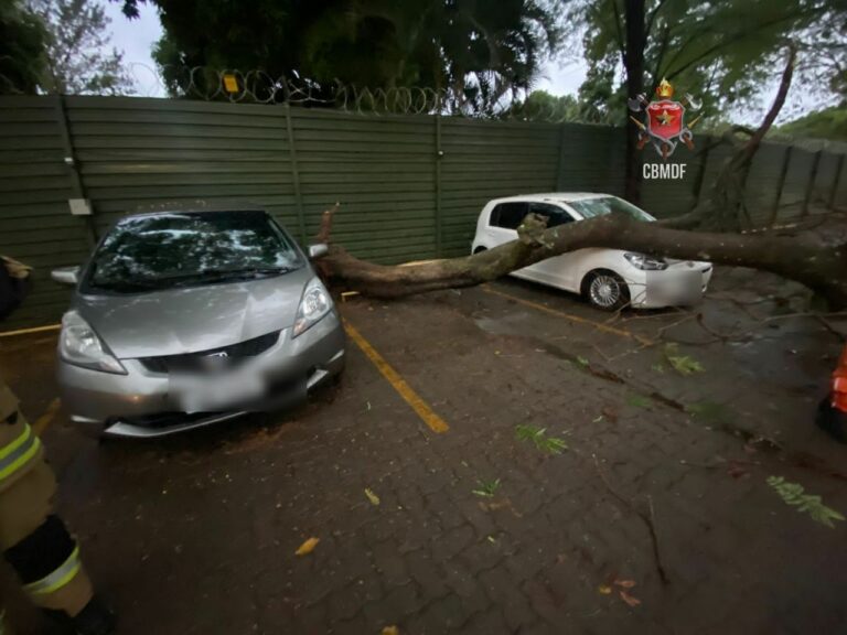 Rvore Cai Em Cima De Carros Estacionados Em Via P Blica No Lago Sul