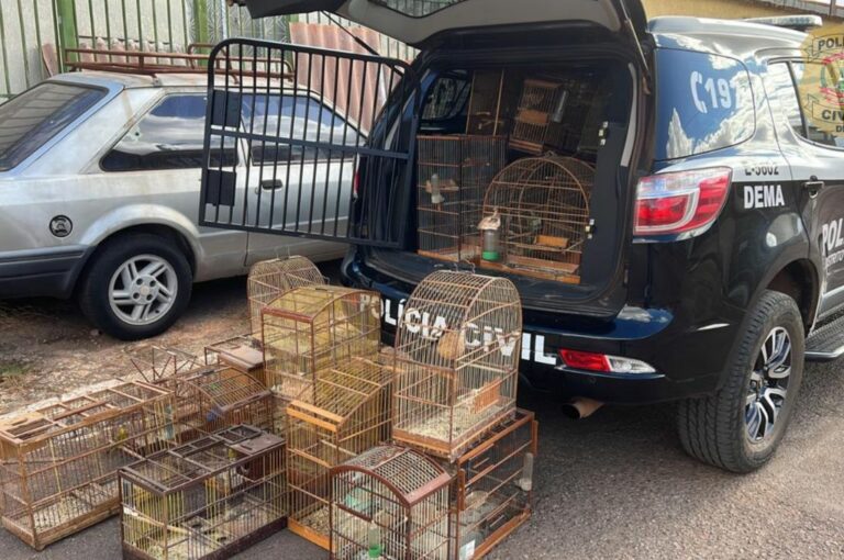 V Deo Pcdf Prende Homem Por Maus Tratos A Cachorros E Aves Silvestres