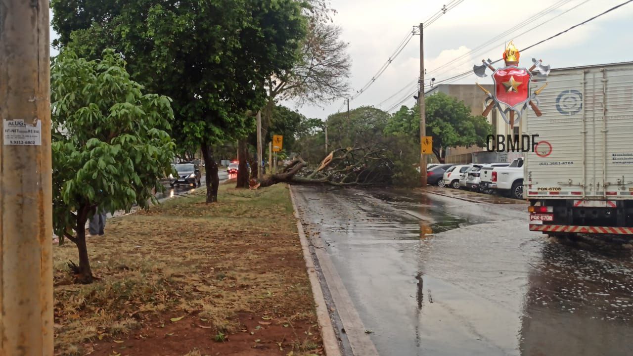 V Deo Chuva Forte Provoca Quedas De Rvores Em Diversas Reas Do Gama