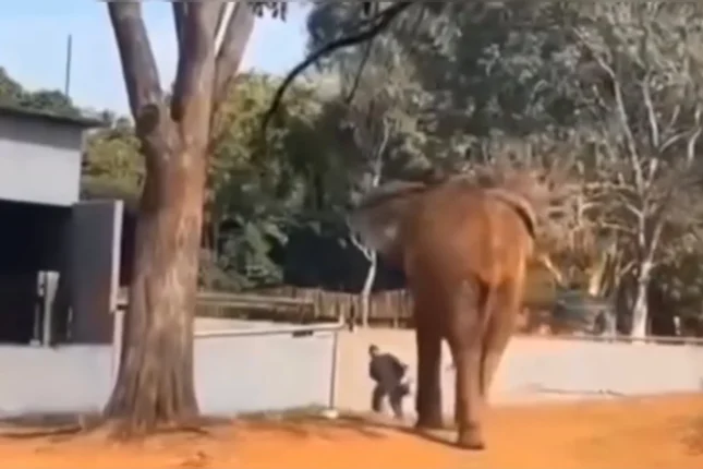Mulher é retirada por vigilantes após entrar no recinto do elefante Chocolate no Zoológico de Brasília.