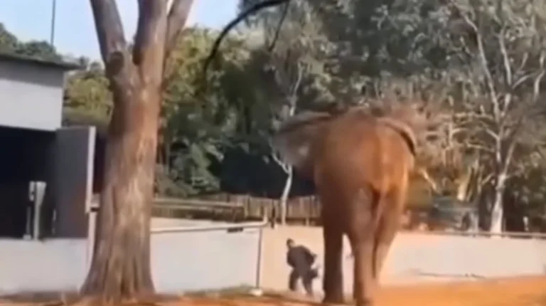 Mulher é retirada por vigilantes após entrar no recinto do elefante Chocolate no Zoológico de Brasília.